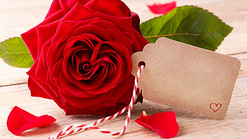 ✿Red Roses✿, romantic, flowers, roses, red HD wallpaper