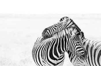 170 zebra , Diverse patterns, African savannah, Nature's diversity HD wallpaper