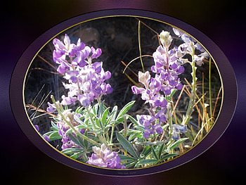 Purple flowers, flowers, framed HD wallpaper