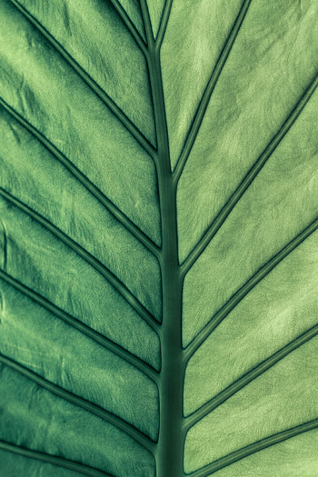 Macro, Sheet, Leaf, Veins HD phone wallpaper