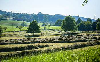 Summer Landscape, landscape, trees, fields, summer HD wallpaper
