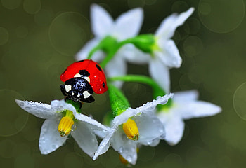 Lady Bug, mustafa ozturk, white, water drops, gargarita, flower, green, red, insect HD wallpaper