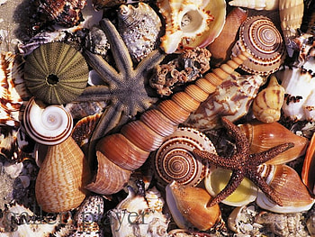 Seabed, nature HD wallpaper