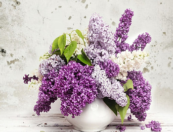 Sunday flowers for Di, purple, white, lilacs, flowers, mauve HD wallpaper