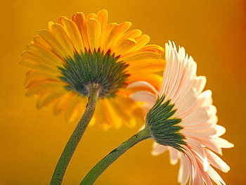 Flowers, Macro, Bright, Petals, Couple, Pair, Stem, Stalk HD wallpaper