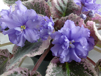 Wranglers Swinging Blues, swinging blues, wranglers, violet, flower HD wallpaper