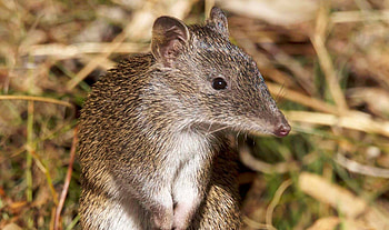 Bandicoot, Glen Junor, Wildlife graphy, Natural habitat HD wallpaper