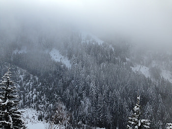 Nature, Trees, Mountains, Pine, Snow, Fog HD wallpaper