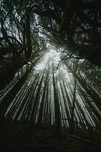Deep into the wood, forest, big trees HD phone wallpaper