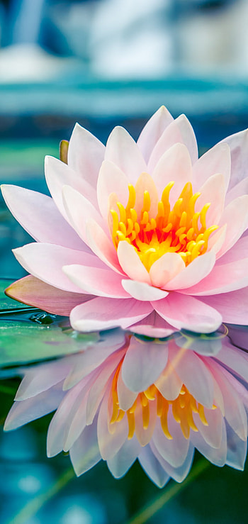 flower, nature HD phone wallpaper