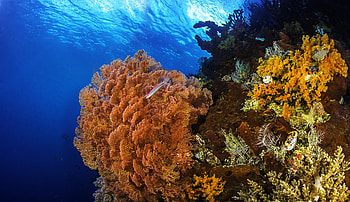 Coral reef fish, Ultra , Background HD wallpaper
