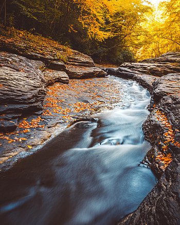 Nature, Water, Trees, Autumn, Creek, Brook, Fallen Foliage, Fallen Leaves HD phone wallpaper