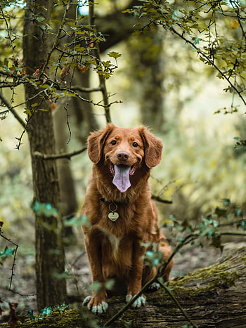 Animals, Dog, Protruding Tongue, Tongue Stuck Out, Retriever, Scottish Retriever, Novoshotland Retriever HD phone wallpaper