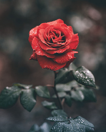 Flowers, Drops, Rose Flower, Rose, Bud, Stem, Stalk HD phone wallpaper