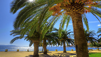 Palm , Tropical paradise, Palm tree paradise, Beach vibes HD wallpaper
