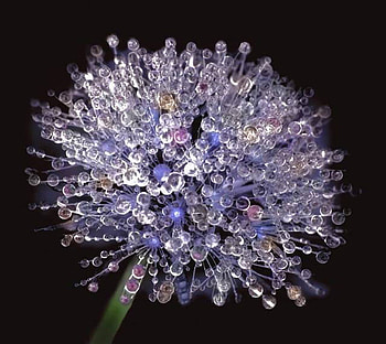 Dewy Dandelion, globe, flower, dandelion, nature, dew, ice HD wallpaper