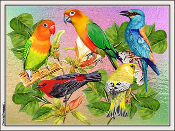 BIRD COLLAGE, COLLAGE, , ABSTRACT, BIRD HD wallpaper