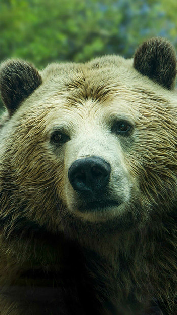 bear , High-definition , Stunning display, Mobile beauty HD phone wallpaper