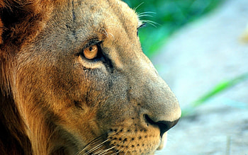 Lionseye, cats, eye, wild, lions HD wallpaper