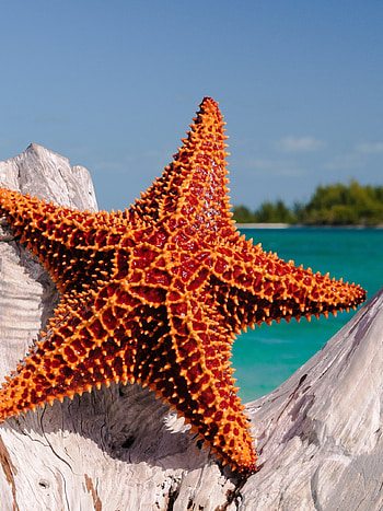 Starfish, Animals, High quality, Seahorse HD phone wallpaper
