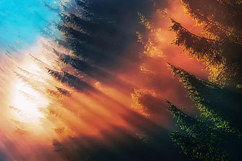 Forest Sunbeam Fog, fog, sunbeam, forest, nature HD wallpaper