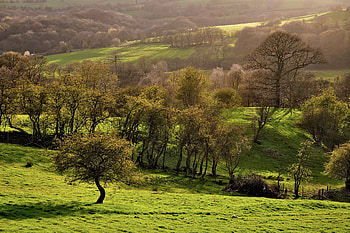 Open Spaces, Nature, Trees, Grass, Young, Meadow, Expanse HD wallpaper