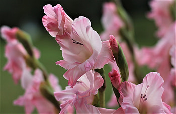 Gladiolus, summer, nature, flower HD wallpaper