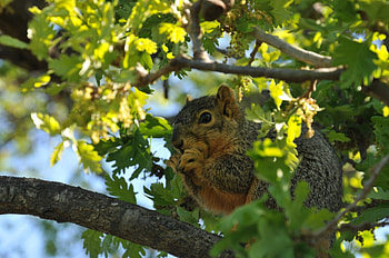 Adorable Brown Squirrel, Animals, Brown, Squirrels, Cute HD wallpaper