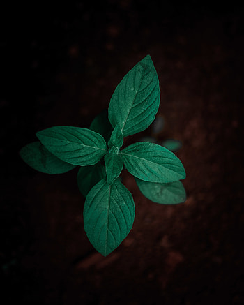 Leaves, Plant, Macro, Sprout HD phone wallpaper