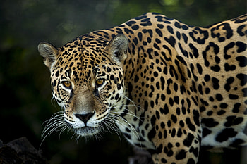 .....Jaguar....Panther, majestic, Jaguar, cat, wild HD wallpaper