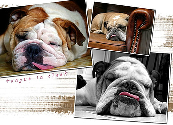 Let Me Sleep, animals, pets, dogs, cute, nature HD wallpaper