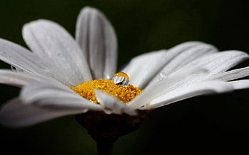 Camomile, Flower, Macro, Chamomile, Kalya HD wallpaper
