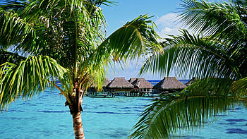 Moorea island, Tranquil landscapes, Azure waters, Exotic destination HD wallpaper