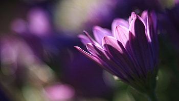 Dark purple, purple, nature, flowers, lights HD wallpaper