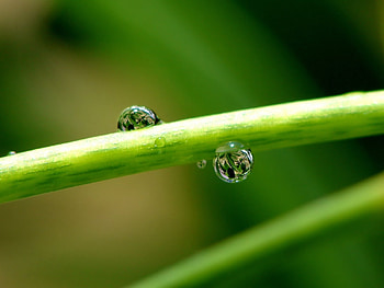 Plants, Drops HD wallpaper