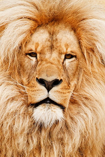 Close-up portrait of a male lion showcasing its majestic mane and intense gaze in natural habitat. HD phone wallpaper