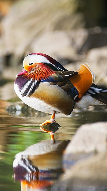 Mandarin Duck, Standing On One Foot HD phone wallpaper