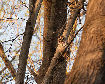 Animals, Owl, Bird, Wood, Tree, Branches, Wildlife HD wallpaper