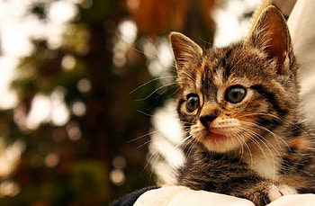 Cute Kitten!, animal, kitten, cute, nature HD wallpaper