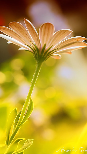 Flower, Greeting Flower HD phone wallpaper