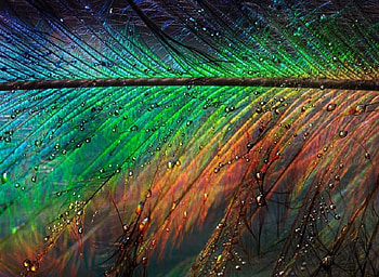 Feather Light, blue, colours, beautiful, feather, turquoise, pretty, red, water, droplets HD wallpaper