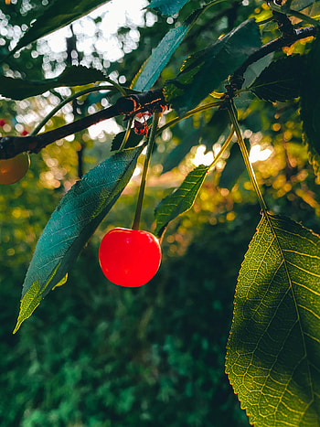 Food, Cherry, Leaves, Branch, Fruit HD phone wallpaper