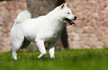 Hokkaido Dog, Japanese dog breeds, Smart dog guide HD wallpaper