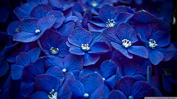 BEAUTY, FLOWERS, NATURE HD wallpaper