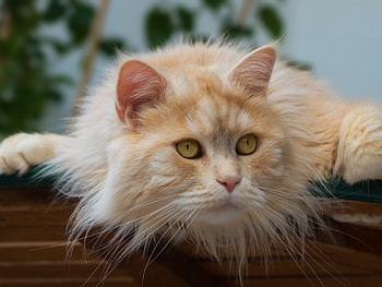 Red Fluffy Cat, kote, animal, eyes, muzzle, cat, fluffy, look HD wallpaper