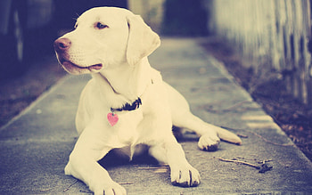 Animals, Light, To Lie Down, Lie, Dog, Muzzle, Light Coloured, Collar HD wallpaper