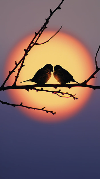 Love Birds, Beautiful, Birds Painting HD phone wallpaper