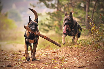 Two Belgian Malinois dogs enjoying playtime in a natural park setting. HD wallpaper