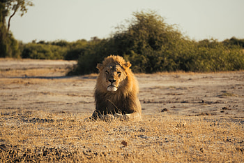 Animals, Lion, Big Cat, Mane, King Of Beasts, King Of The Beasts HD wallpaper