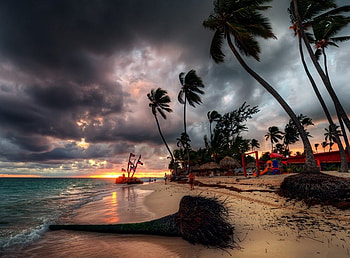 Palm, sea, cloudy, log, storm, beach HD wallpaper